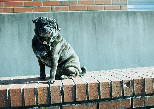 Burnout: Steady Puggin'