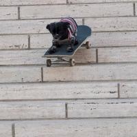 Murdy the Dawg&#039;s &quot;Bark and Destroy&quot; Part