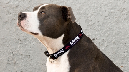 Thrasher Dog Collar